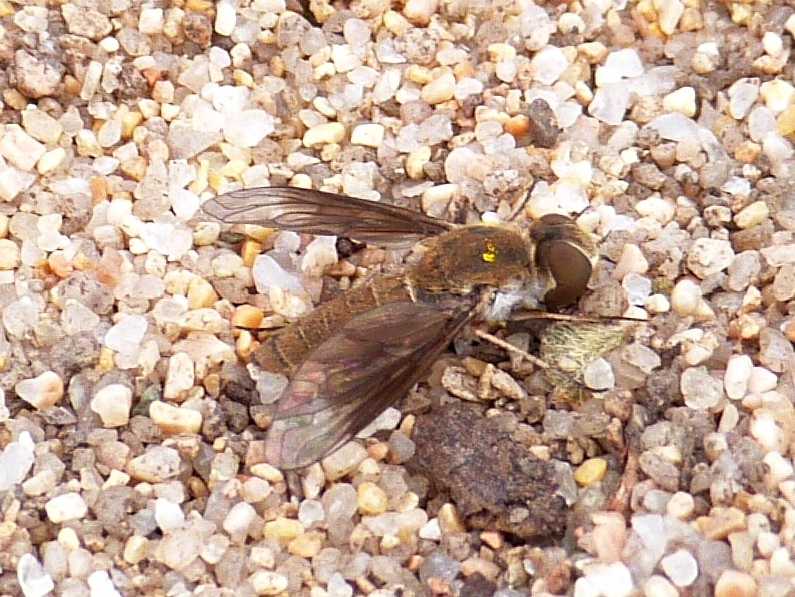 Bombilidae parassita di Bembix? No. Petrorossia sp.